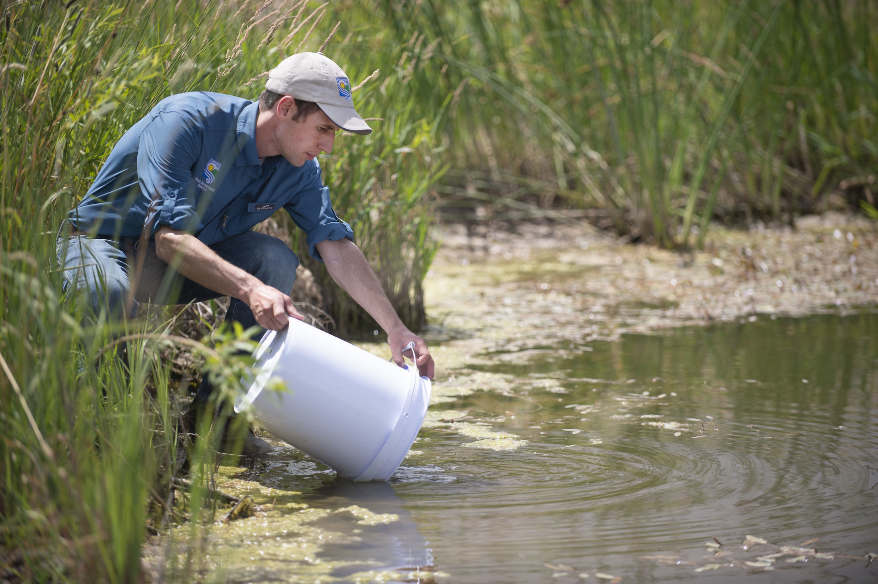 Mosquito abatement using fish